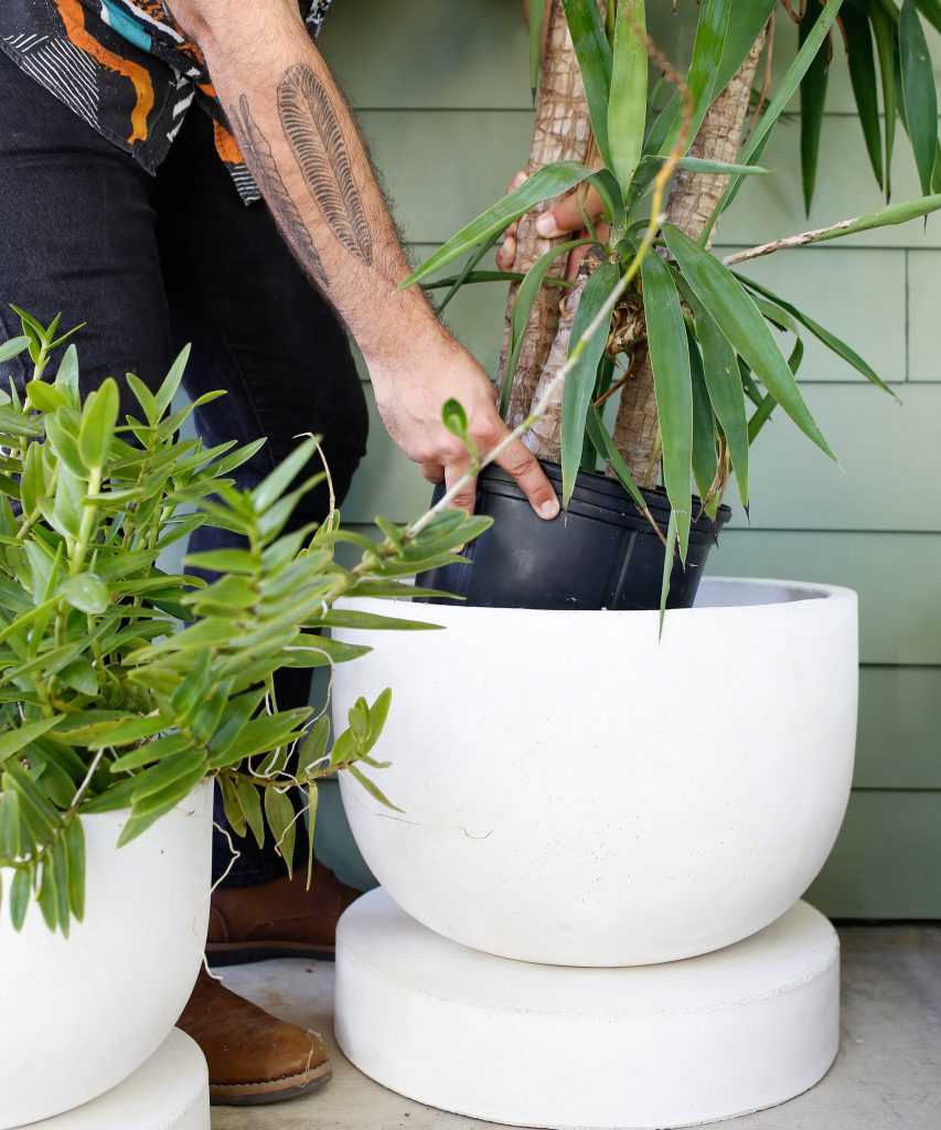 Planting a palm tree into a white pot