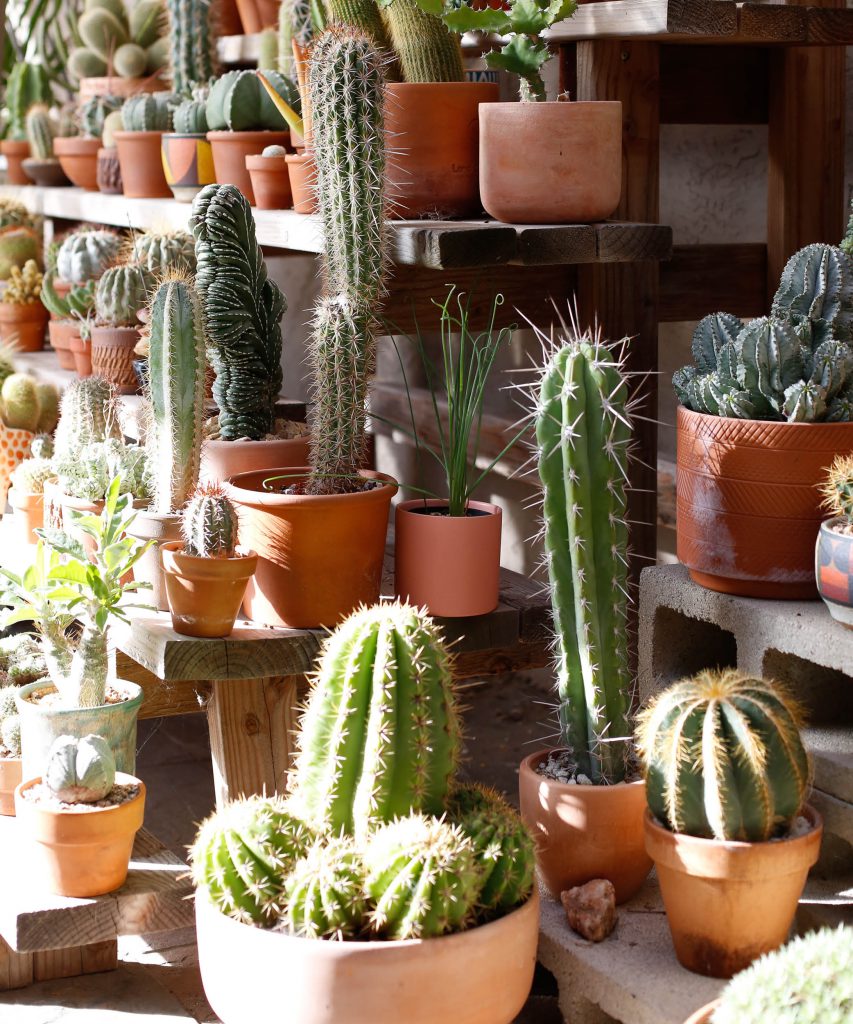 Cactus in terracotta planters